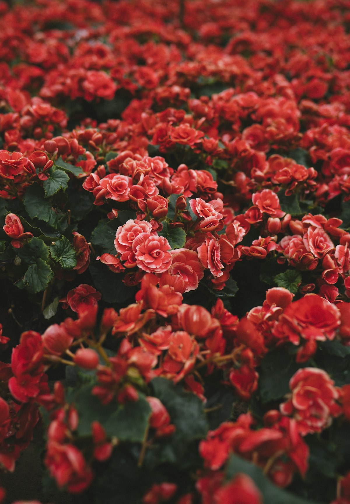 Buket bunga Adel's Florist